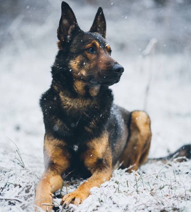 Un American Alsatian adulte à robe noire et fauve allongé dans la neige