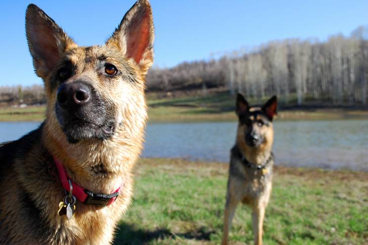 Deux American Alsatians à robe noire et fauve sur de l'herbe au bord d’un lac