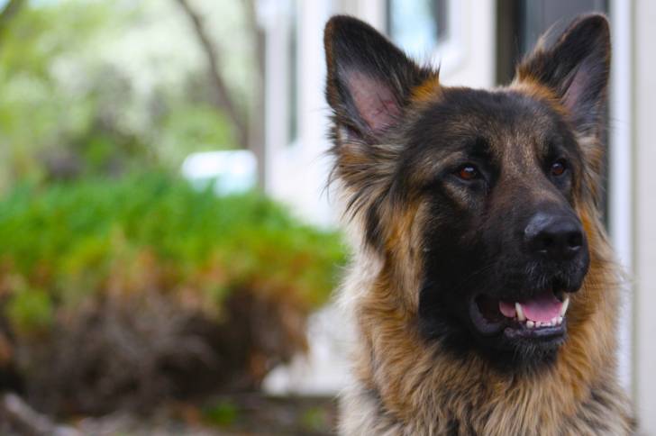 Un gros plan de la gueule mi-ouverte d’un American Alsatian à robe noire et fauve