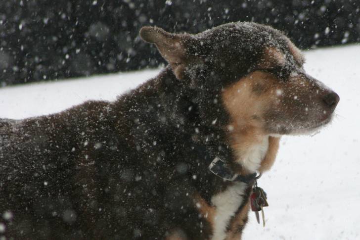 Un American Alsatian à robe noire fauve et blanche dans un paysage enneigé