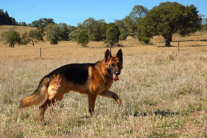 Un American Alsatian à robe noire et fauve dans un champ