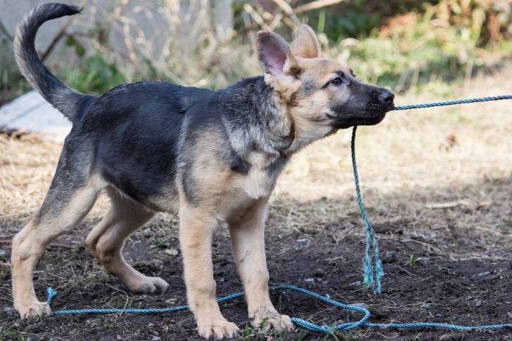 Un chiot American Alsatian à robe noire et fauve tirant une corde bleue