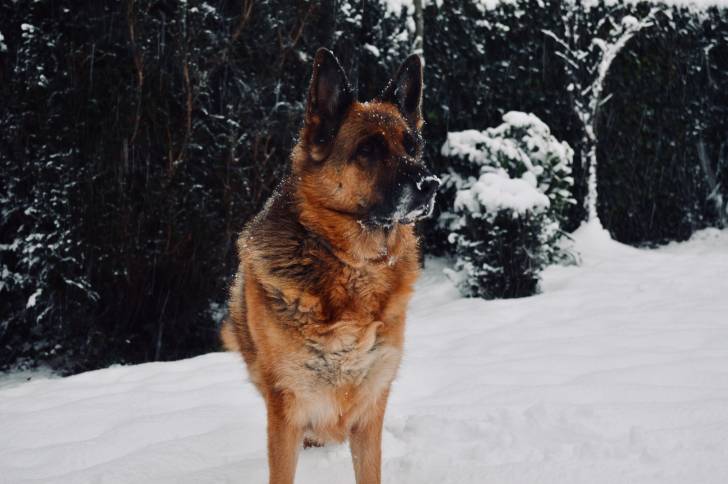 Un American Alsatian à robe noire et fauve dans une forêt enneigée