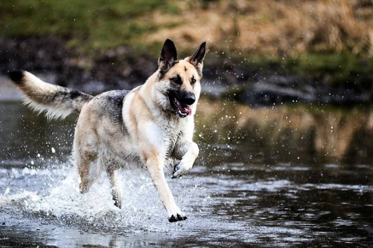 Un American Alsatian à robe fauve courant dans l’eau d’une rivière
