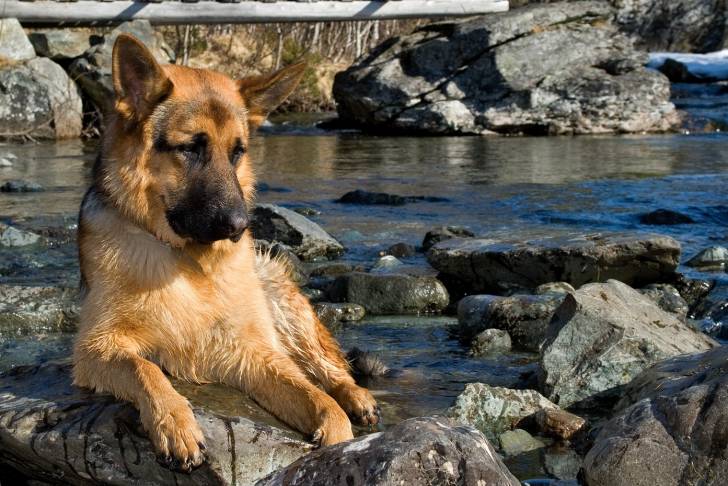 Un American Alsatian à robe fauve allongé sur des rochers au bord de l’eau