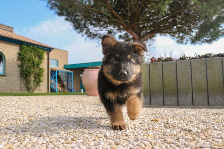 Un chiot American Alsatian à robe noire et fauve sur des gravillons