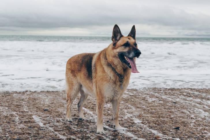 Un American Alsatian adulte à robe noire et fauve au bord d’une plage