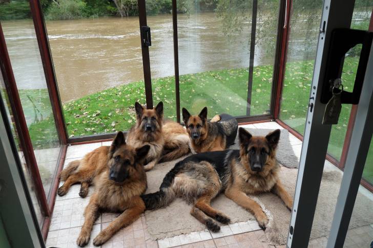 Quatre American Alsatians à robe noire et fauve allongés sur une terrasse