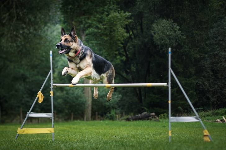 Un American Australian à robe noire et fauve sautant un obstacle d’agility