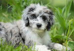 Un chiot Aussiedoodle allongé dans les hautes herbes