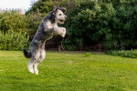 Un Aussiedoodle qui saute dans l'herbe avec une balle dans la gueule