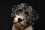 Portrait d’un Aussiedoodle sur fond noir