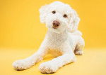 Un Aussiedoodle blanc allongé sur un fond de couleur jaune