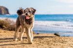 Un Aussiedoodle se promène sur une plage, au bord de la mer