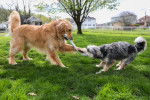 Un Aussiedoodle au pelage noir et blanc jouant sur une pelouse avec un Golden Retriever