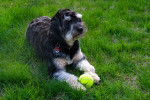 Un Aussiedoodle au pelage noir et blanc, allongé sur l’herbe avec une balle de tennis entre ses pattes