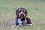 Un Aussiedoodle au pelage chocolat allongé dans l’herbe