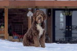 Un Aussiedoodle au pelage roux, assis dans la neige
