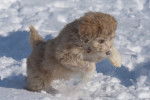 Un chiot Aussiedoodle au pelage blanc jouant dans la neige