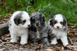 Trois chiots Aussiedoodles au pelage tricolore blanc, noir et argenté, assis dans une forêt