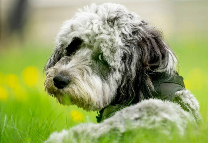 Un Aussiedoodle allongé dans l'herbe avec un regard triste