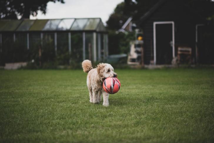 Un Aussiedoodle qui joue dans le jardin avec un ballon dans la gueule