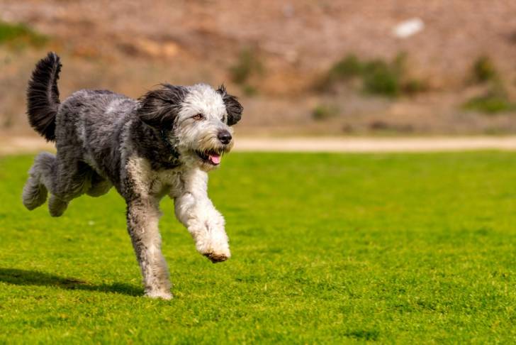 Un Aussiedoodle qui court dans l'herbe