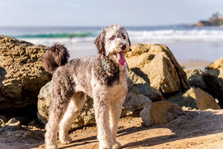 Un Aussiedoodle sur une plage au bord de la mer