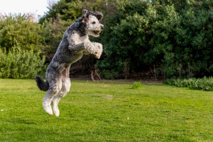 Un Aussiedoodle qui saute dans l'herbe avec une balle dans la gueule