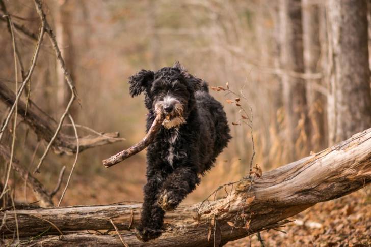 Un Aussiedoodle qui court dans la forêt avec un bout de bois dans la gueule