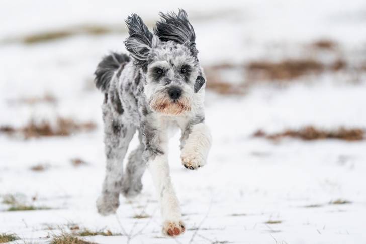 Un Aussiedoodle qui court dans la neige