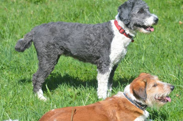 Un Aussiedoodle gris et blanc dans l'herbe avec un autre chien allongé à-côté.