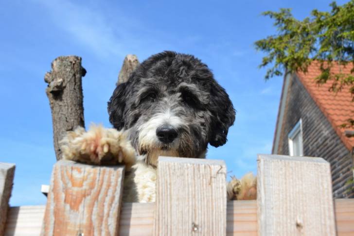 Un Aussiedoodle qui regarde par dessus la clôture d'une maison