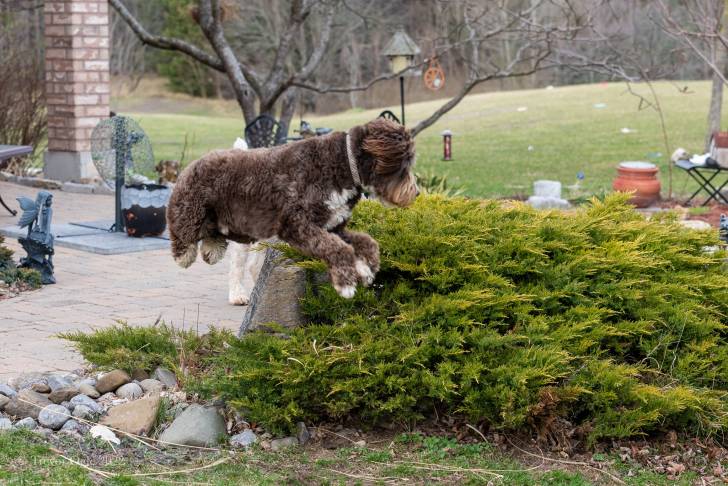 Un Aussiedoodle au pelage chocolat, sautant dans un jardin