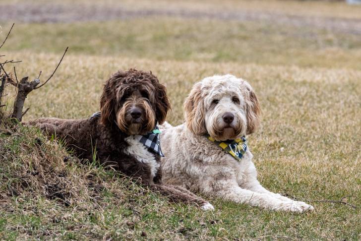 Deux Aussiedoodles allongés dans l’herbe, l’un au pelage chocolat et l’autre au pelage blanc