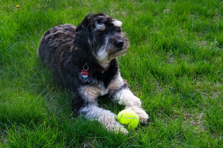 Un Aussiedoodle au pelage noir et blanc, allongé sur l’herbe avec une balle de tennis entre ses pattes