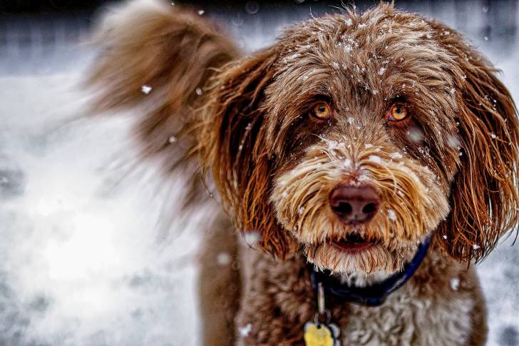 Un Aussiedoodle au pelage roux et aux yeux ambrés sous la neige