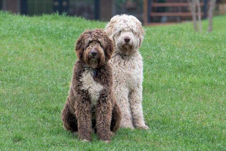 Deux Aussiedoodles assis dans l’herbe : l'un au pelage chocolat et l'autre au pelage blanc