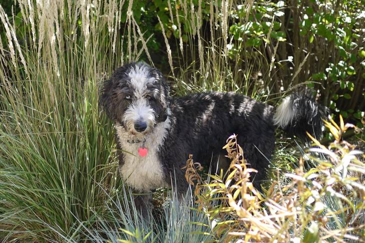 Un Aussiedoodle aux yeux bleus et au pelage noir et blanc, au milieu de hautes herbes
