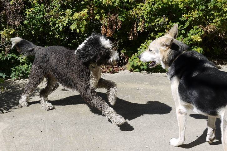 Un Aussiedoodle au pelage noir et blanc jouant avec un autre chien