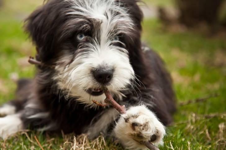 Un jeune Aussiedoodle au pelage noir et blanc mordant un petit bout de bois