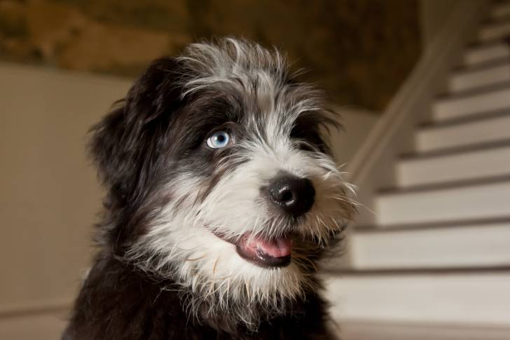 Un jeune Aussiedoodle au pelage noir et blanc et aux yeux bleus