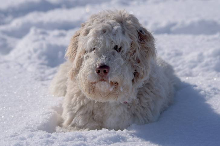 Un Aussiedoodle au pelage blanc et à la truffe marron, allongé dans la neige
