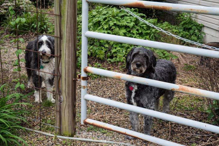 Deux Aussiedoodles : l’un au pelage noir et l’autre au pelage noir et blanc, dans un enclos