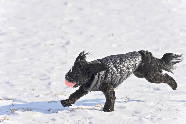 Un Aussiedoodle au pelage noir, tenant une balle orange dans sa gueule et courant dans la neige