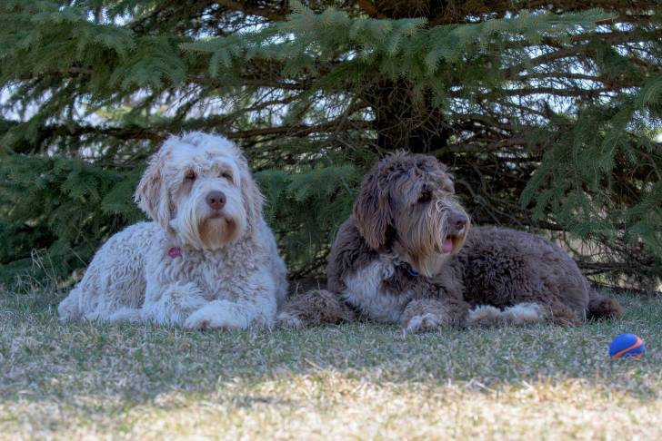Deux Aussiedoodles allongés sous un arbre, l'un au pelage chocolat et l'autre au pelage blanc