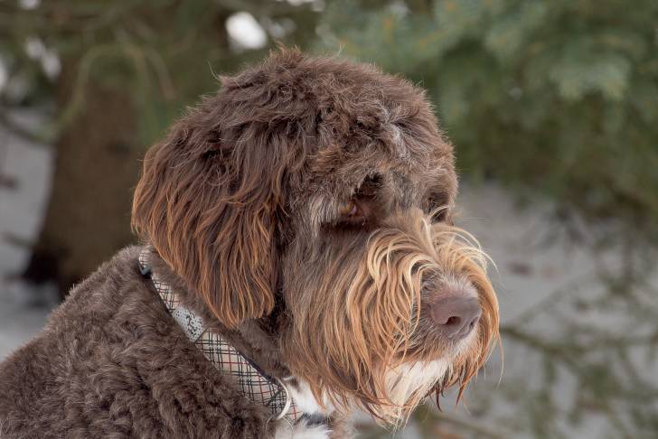 Un gros plan d’un Aussiedoodle au pelage chocolat, aux yeux ambrés et à la truffe marron