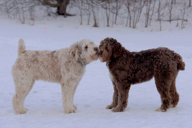Deux Aussiedoodles : l’un au pelage blanc et l’autre au pelage chocolat, dans un paysage enneigé