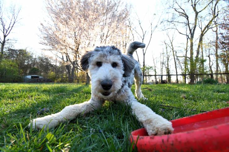 Un Aussiedoodle au pelage argenté, jouant dans l’herbe