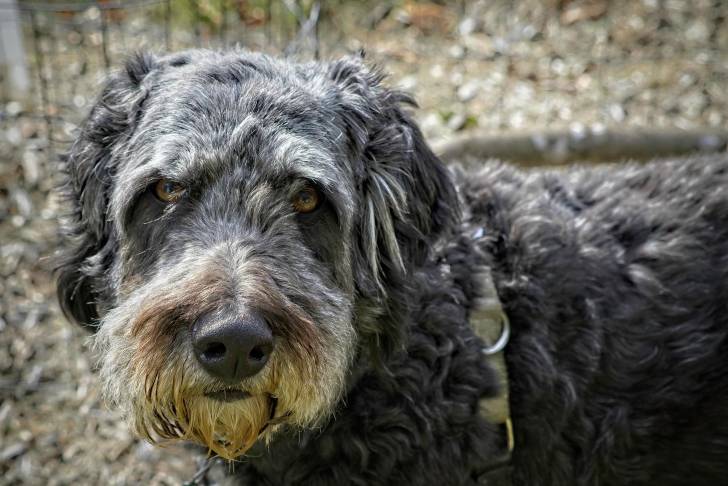 Un Aussiedoodle au pelage argenté et aux yeux ambrés
